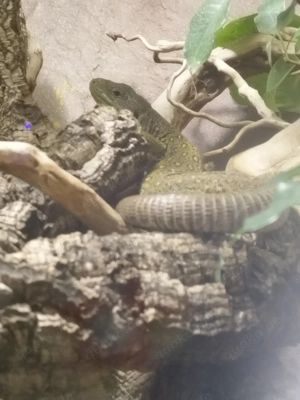 Perleidechse weiblich Bild 2