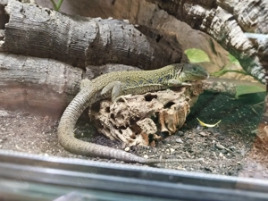 Perleidechse weiblich