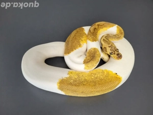 1.0 Pastel Clown Pied proven breeder 