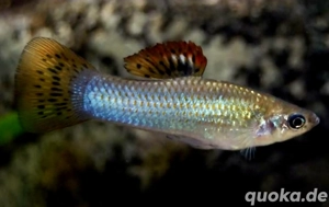 Liberty Molly Poecilia salvatoris