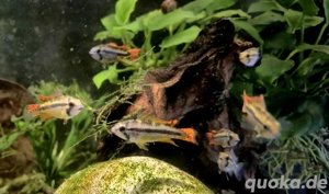 Kakaduzwergbuntbarsch rot Apistogramma cacatuoides  Bild 2