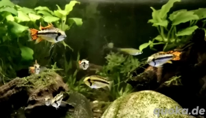Kakaduzwergbuntbarsch rot Apistogramma cacatuoides  Bild 3