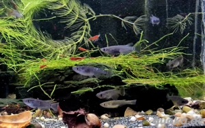 Schwarze Medaka japanischer Reisfisch Oryzias latipes 