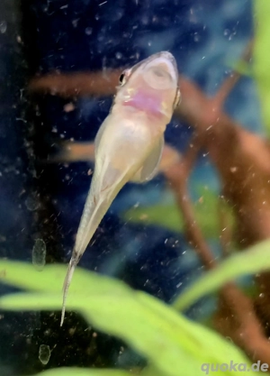 Ohrgitterharnischwels Otocinclus spec.