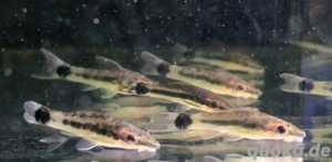 Ohrgitterharnischwels Otocinclus spec.