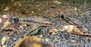Ohrgitterharnischwels Otocinclus spec. Bild 4