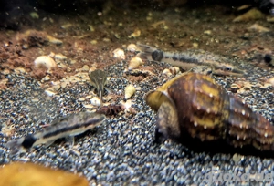 Ohrgitterharnischwels Otocinclus spec. Bild 3