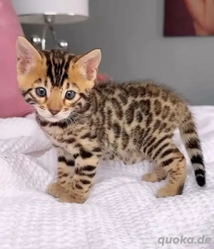 Unsere süßen, wunderschönen Bengalkätzchen