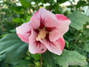 Sommerhibiskus-Jungpflanzen