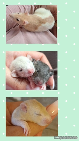 Super süße Ratten Babys Farbratten sehr zahm und kinderlieb 