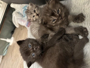 Britisch Langhaar   Siam Kitten suchen liebevolles Zuhause
