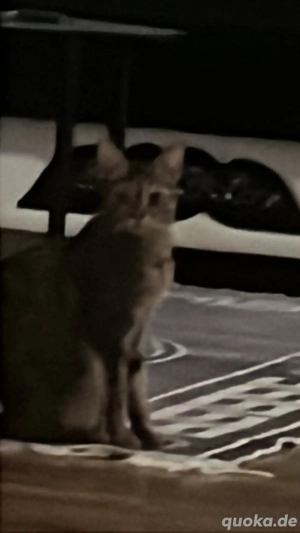 Eine schöne Katze zu verschenken 1Jahr alt Entwurmt 