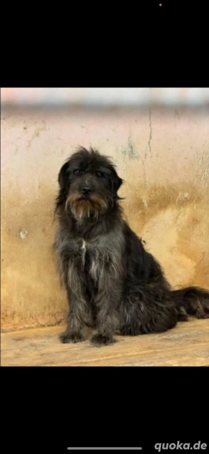 Hoffnungslos? Omi sitzt in der Tötung 