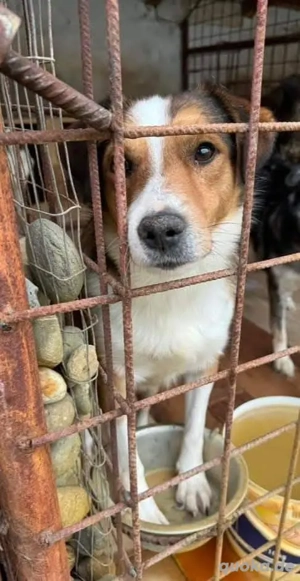 Jack sitzt schon so lange im Shelter