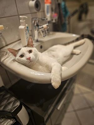 Zuckersüßer Chaot (1.5 Jahre) sucht Zuhause mit Freigang 