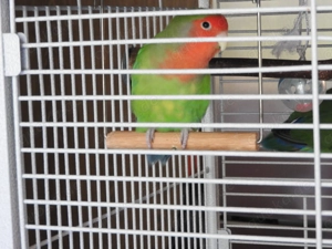 Rosenköpfchen Agaporniden Unzertrennliche