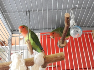 Rosenköpfchen Agaporniden Unzertrennliche Bild 2