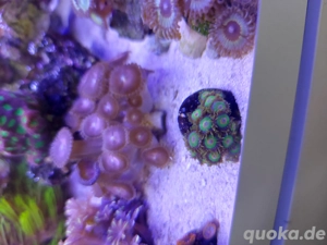 Korallen zu verkaufen