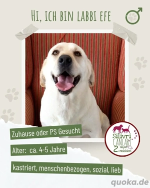 Menschenbezogener Efe sucht liebevolles Zuhause 