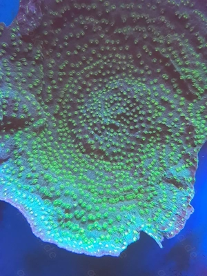 Echinopora lamellosa  Hollywood 