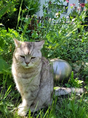 Haushaltshilfe in München Freimann gesucht