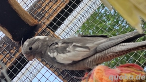 Junge Nymphensittiche aus liebevoller Naturbrut   bald abgabebereit Bild 3