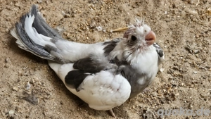 Junge Nymphensittiche aus liebevoller Naturbrut   bald abgabebereit Bild 2