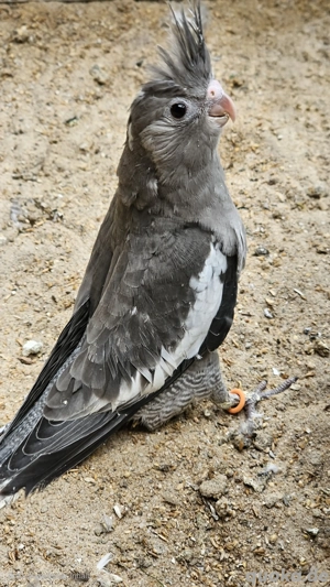 Junge Nymphensittiche aus liebevoller Naturbrut   bald abgabebereit