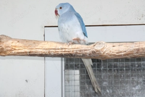 Halsbandsittich Bild 2