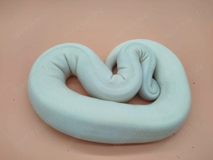 0.1 Königspython Ivory Pastel NZ18