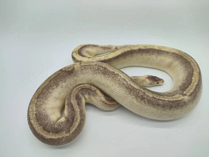 0.1 Königspython  Champagne Fire 66% Het Ghost NZ17
