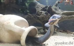 Feuerstachelaal  Bild 5 Feuerstachelaal  Bild 5