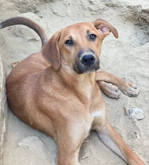 Luke, geb. ca. 02 2025, lebt in GRIECHENLAND, auf einer privaten Pflegestelle  Bild 4