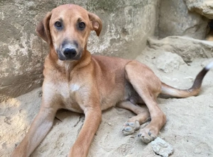 Luke, geb. ca. 02 2025, lebt in GRIECHENLAND, auf einer privaten Pflegestelle  Bild 2