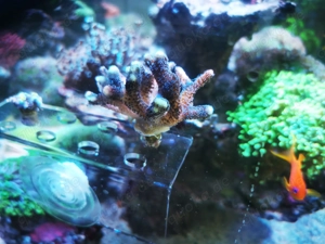 Euphyllia Korallen Meerwasser