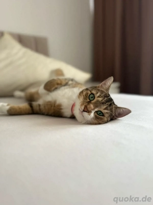 EKH mit Tabby Muster