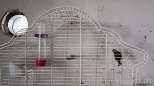 erlenzeisig männlich zu verkaufen. aus 2024