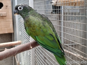 Maximilianpapagei Hahn 