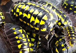 12 Armadillidium gestroi - Asseln   Isopod