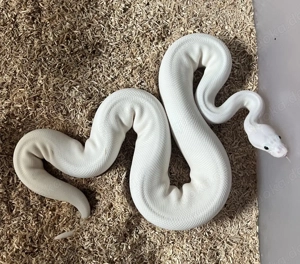 Königspython Super Fire   Weiblich, NZ 2023 Bild 2