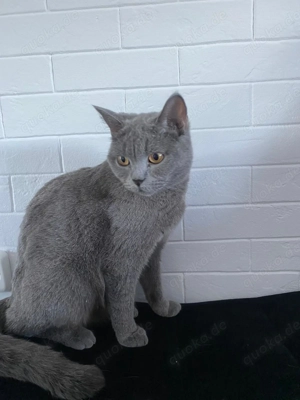 BKH Katze sucht ein neues zu Hause
