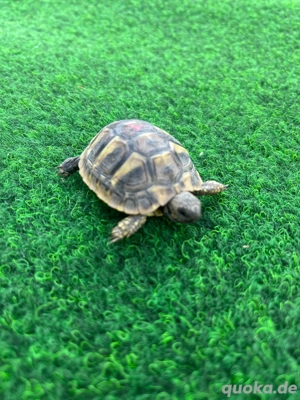 Dalmatinische Landschildkröte 