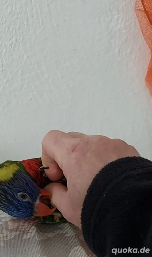 Lori Papagei - Lori- Coconut Lorikee Bild 3