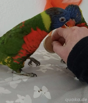 Lori Papagei - Lori- Coconut Lorikee