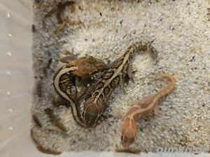 Paroedura picta Madagaskar Großkopfgecko 