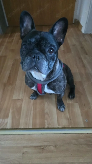 Französische Bulldogge 