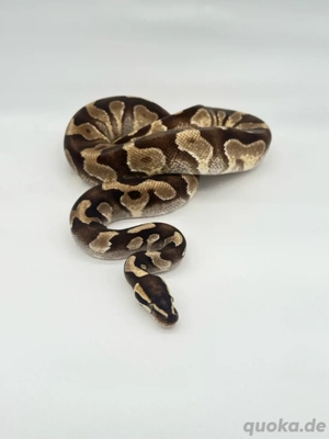 0.1 Phantom Enchi Königspython