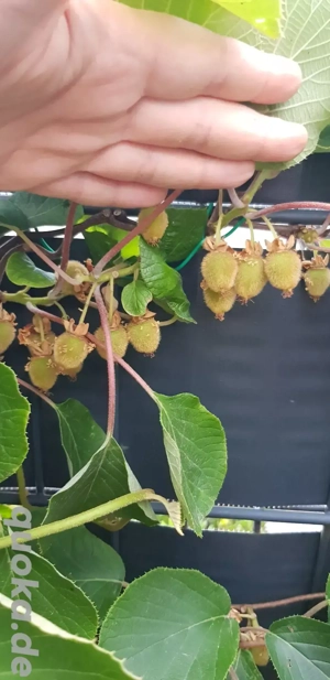Kiwi Jenny, Ableger, Stecklinge, winterhart  Bild 3