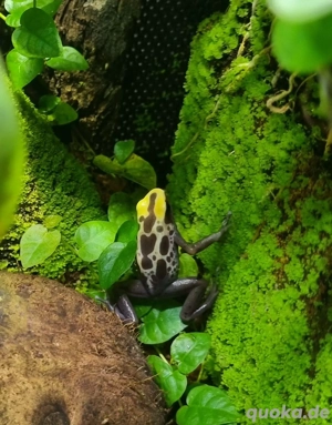 D. Tinctorius Patricia Missing black Weibchen