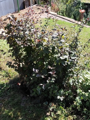 Gartenauflösung: Divese Pflanzen zum Selbstausgraben